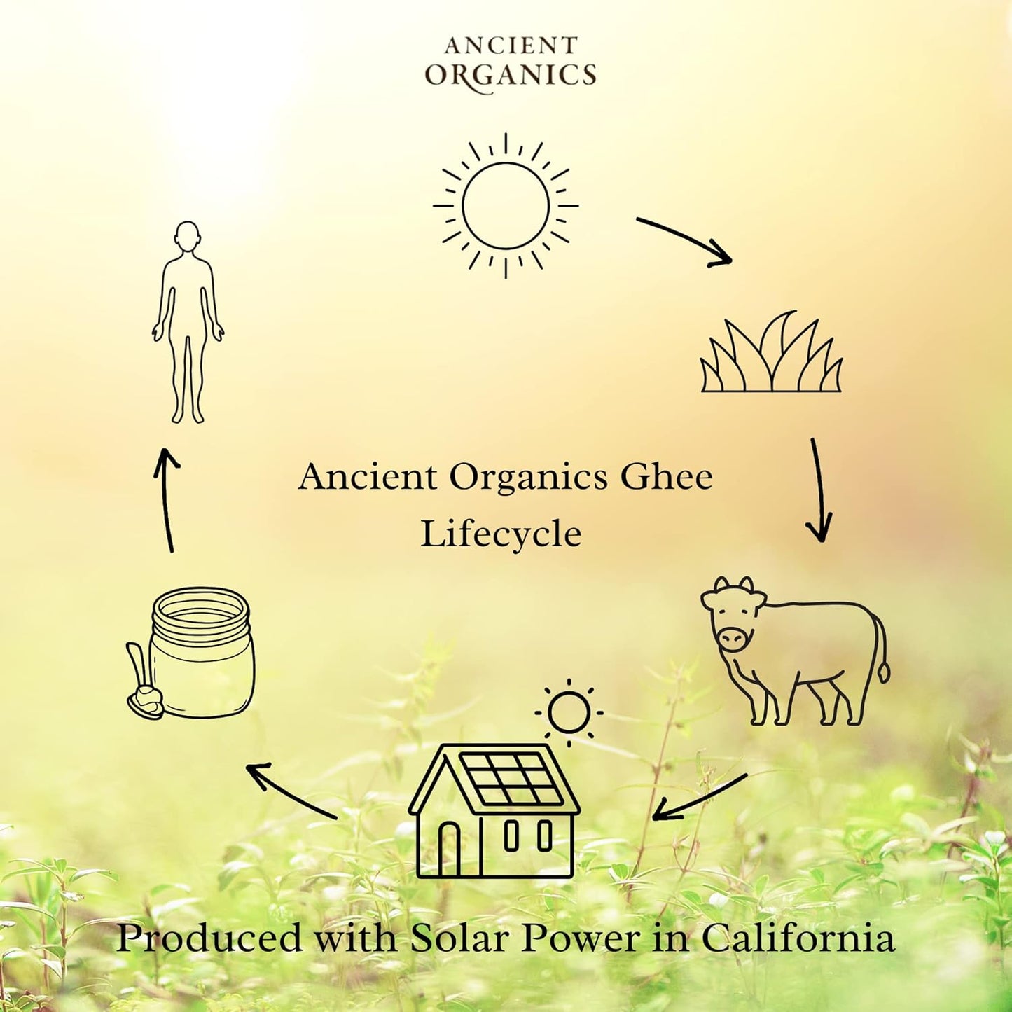 Ancient Organics Ghee, Organic Grass Fed Gluten Free Clarified Ghee Butter with Vitamins & Omegas, Lactose Free, 100% Certified Organic, Kosher, USDA Certified, Made in USA - 16 Fl Oz (Pack of 2)
