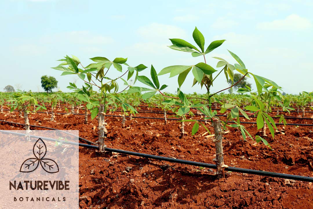 Naturevibe Botanicals Tapioca Flour 2lb Premium Quality | Used for Baking and as Thickener