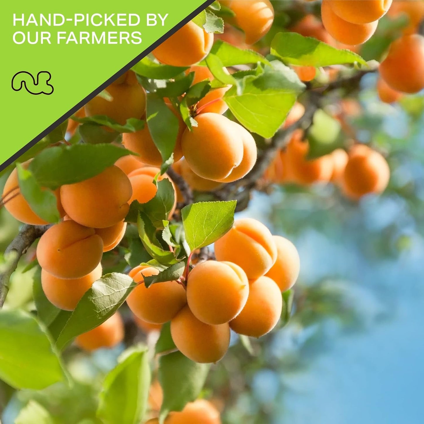 NUT CRAVINGS - Sun Dried Turkish Apricots, No Sugar Added (16oz, 1 LB) Bulk Dry Fruits Packed Fresh in Resealable Bag - Sweet Healthy Snack, Naturally Grown, Vegan, Kosher