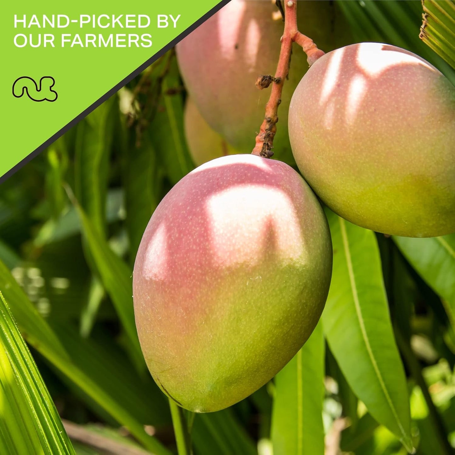 NUT CRAVINGS - Sun Dried Mango Slices, Lightly Sweetened (48oz, 3 LB) Bulk Dry Fruits Packed Fresh in Resealable Bag - Sweet Healthy Snack, Naturally Grown, Vegan, Kosher