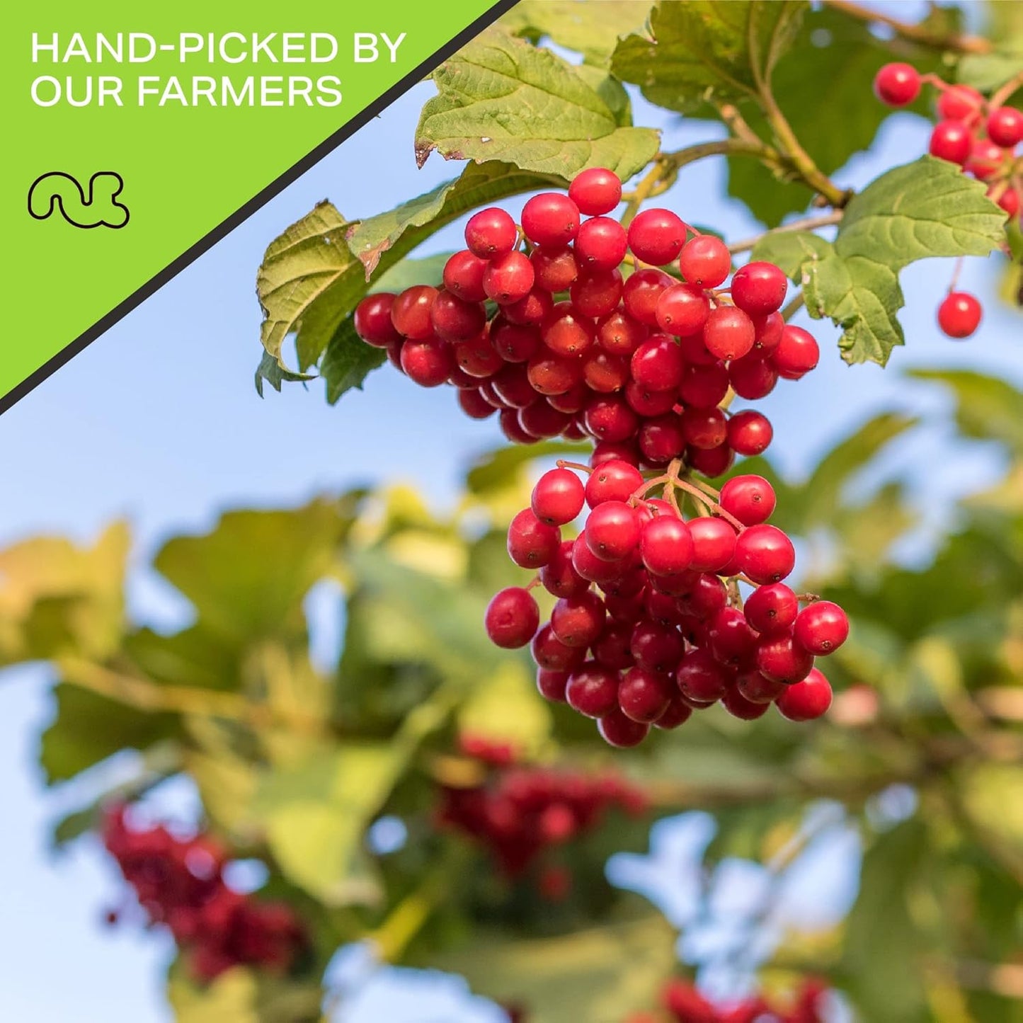 NUT CRAVINGS - Sun Dried Whole Cranberries, Lightly Sweetened (32oz, 2 LB) Bulk Dry Fruits Packed Fresh in Resealable Bag - Sweet Healthy Snack, Naturally Grown, Vegan, Kosher