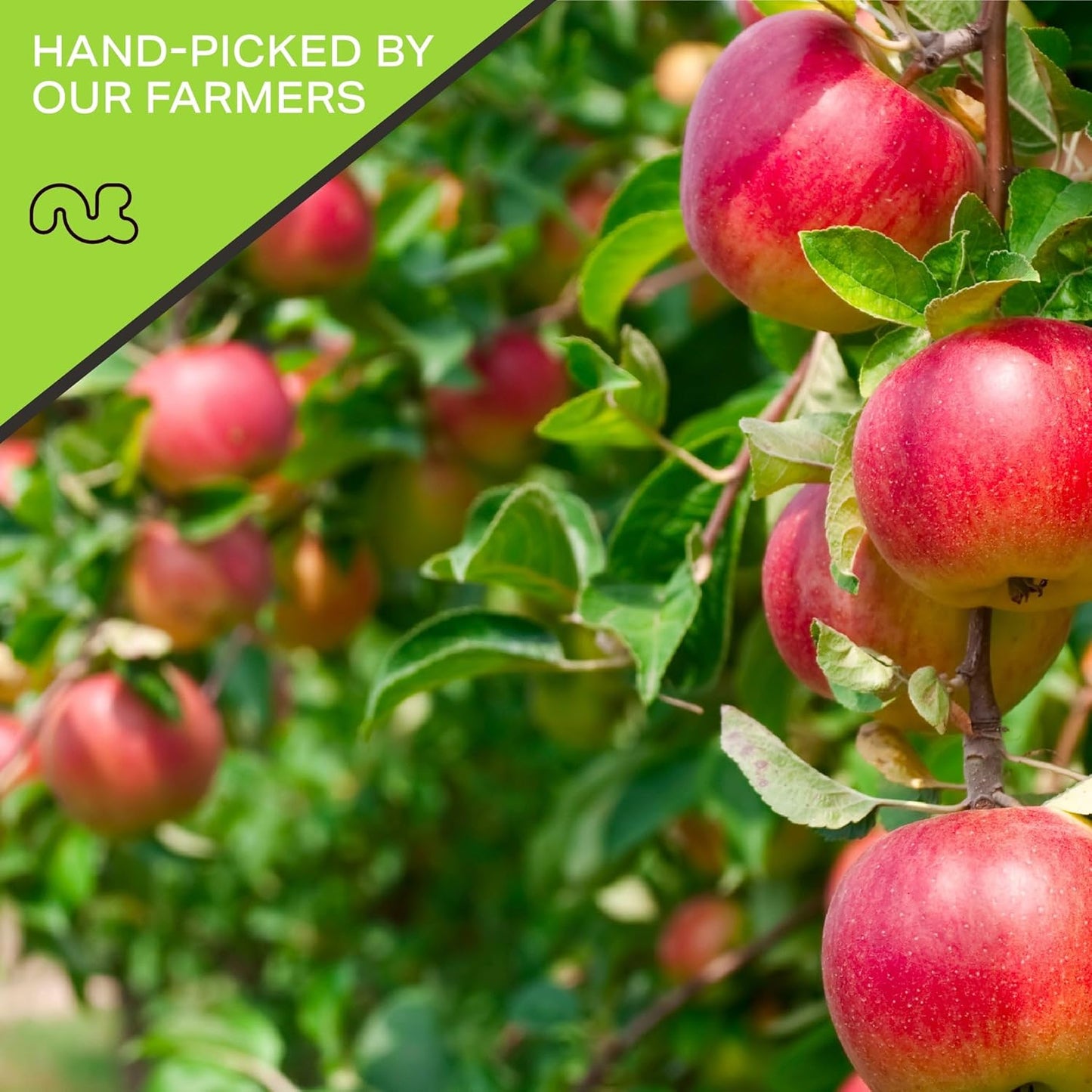 NUT CRAVINGS - Dried Apple Rings Slices, No Sugar Added - Chewy Soft Texture (16oz, 1 LB) Bulk Dry Fruits Packed Fresh in Resealable Bag - Sweet Healthy Snack, Naturally Grown, Vegan, Kosher