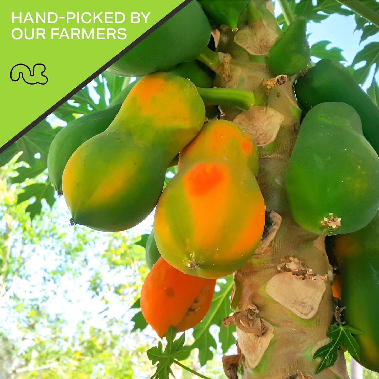 NUT CRAVINGS - Sun Dried Papaya Chunks, Lightly Sweetened (80oz, 5 LB) Bulk Dry Fruits Packed Fresh in Resealable Bag - Sweet Healthy Snack, Naturally Grown, Vegan, Kosher