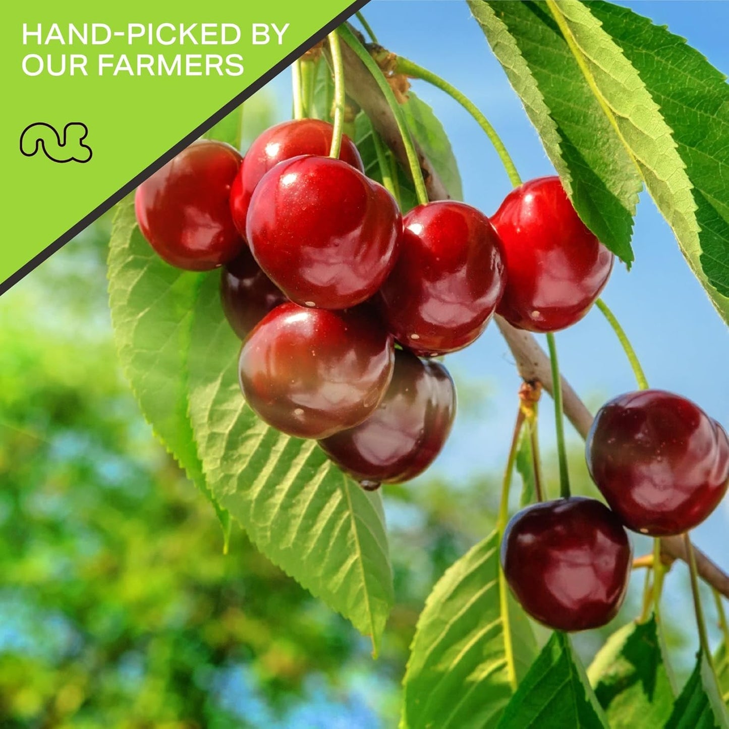 NUT CRAVINGS - Sun Dried Sour Tart Cherries, Lightly Sweetened (32oz, 2 LB) Bulk Dry Fruits Packed Fresh in Resealable Bag - Sweet Healthy Snack, Naturally Grown, Vegan, Kosher