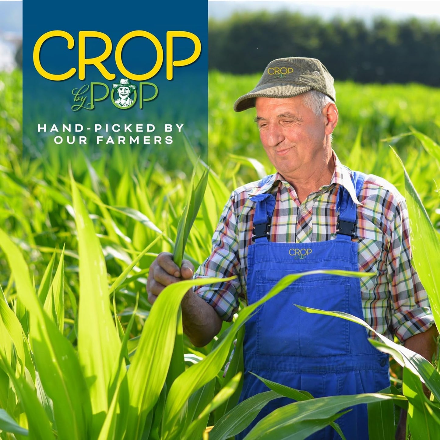 CROP BY POP - Organic Sun Dried Mango Slices, No Sugar Added, Unsulphured (32oz, 2 LB) Bulk Dry Fruits Packed Fresh in Resealable Bag - USDA Organic, Non GMO, Kosher