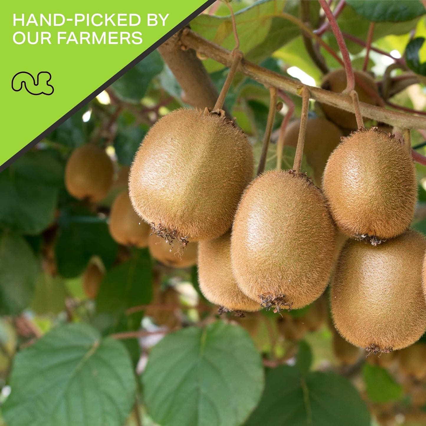 NUT CRAVINGS - Sun Dried Kiwi Slices, Lightly Sweetened (48oz, 3 LB, Bulk) Bulk Dry Fruits Packed Fresh in Resealable Bag - Sweet Healthy Snack, Naturally Grown, Vegan, Kosher